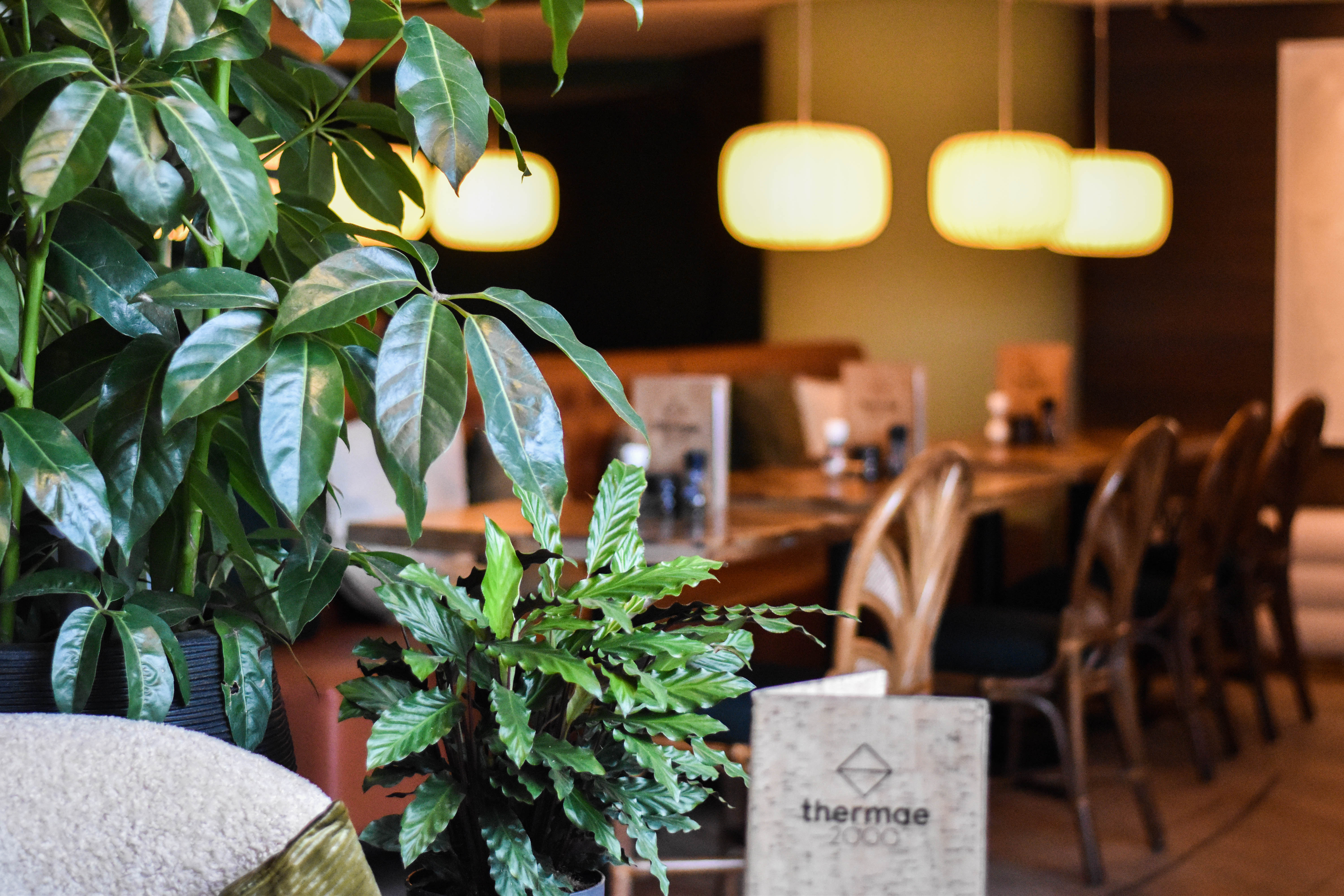 Senses restaurant eetgedeelte met planten en menukaarten op tafel.